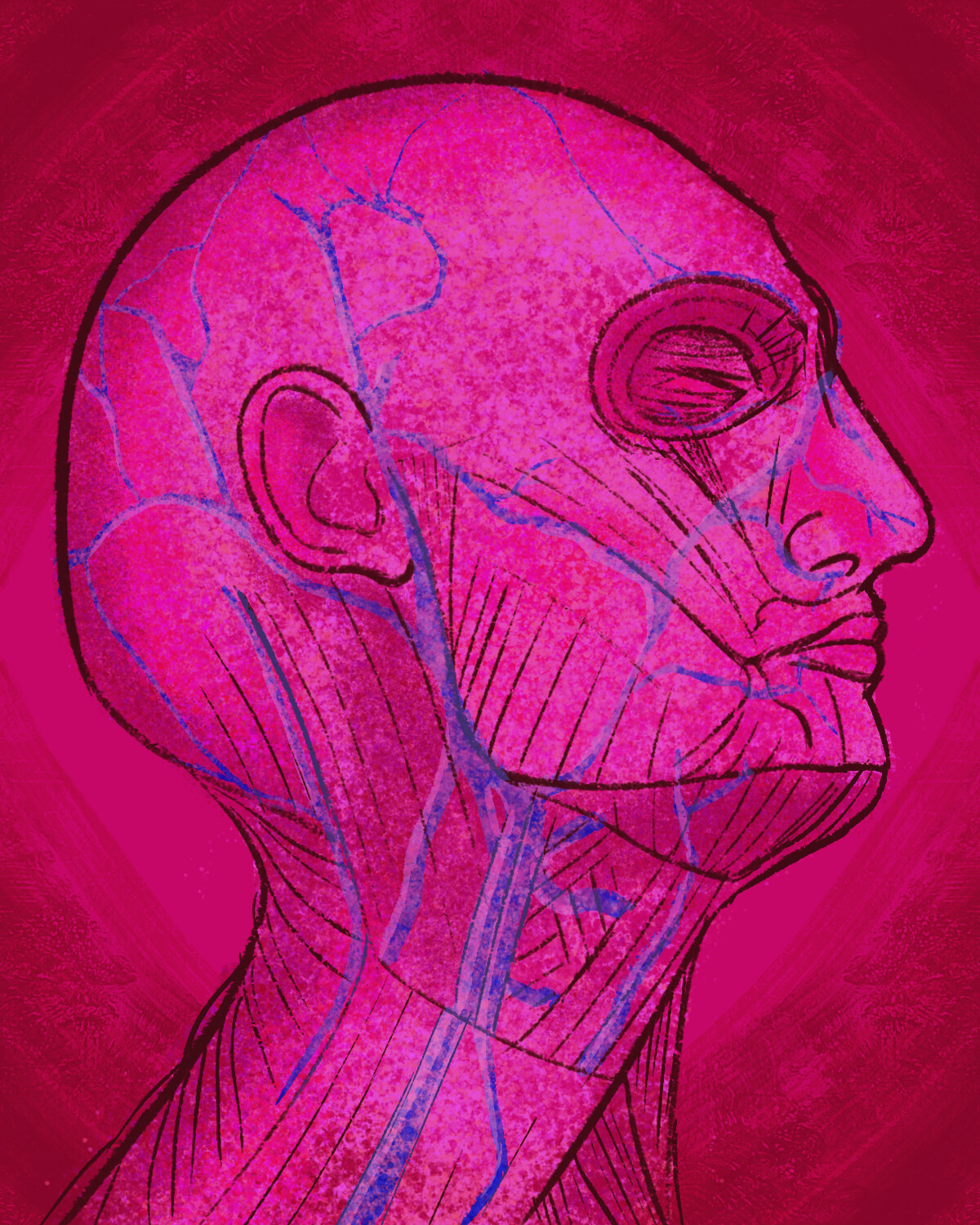 Anatomy Study