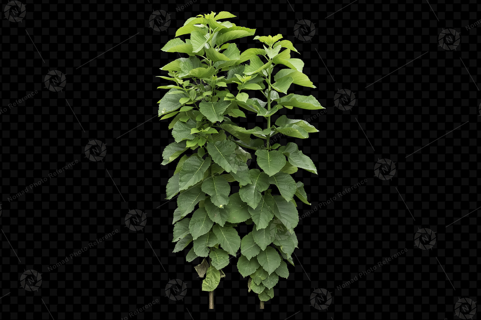 From the PNG Photo Pack: Foliage volume 2

https://www.artstation.com/a/16650698