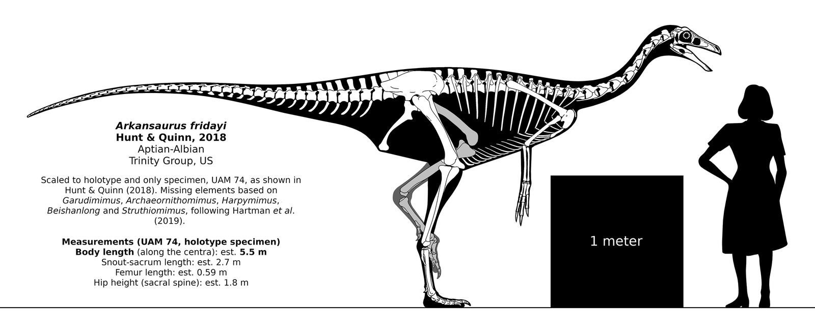 Arkansaurus fridayi skeletal reconstruction.