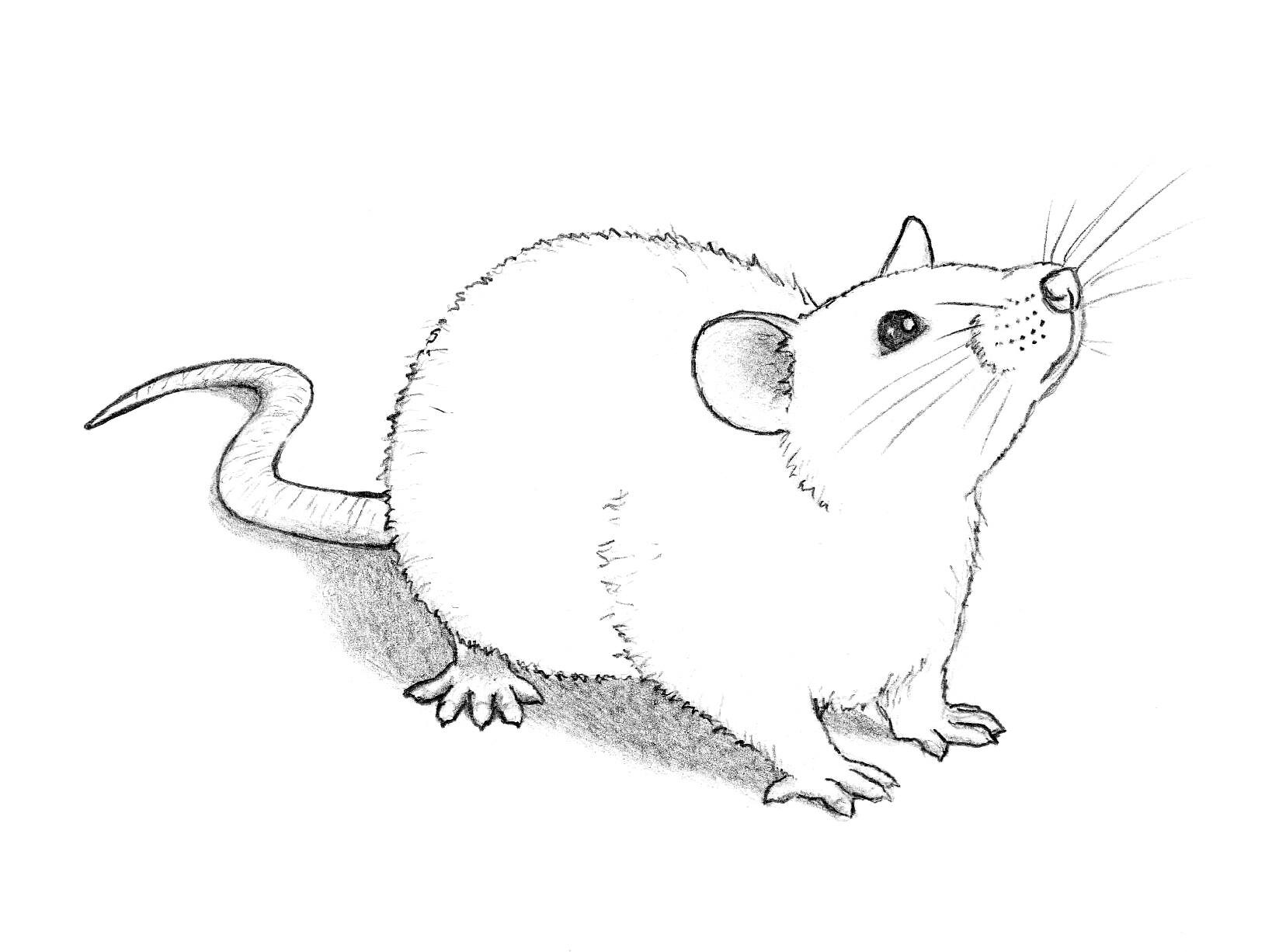 Easy and Cute Rat Drawing – Step by Step Guide - Take Out Drawing