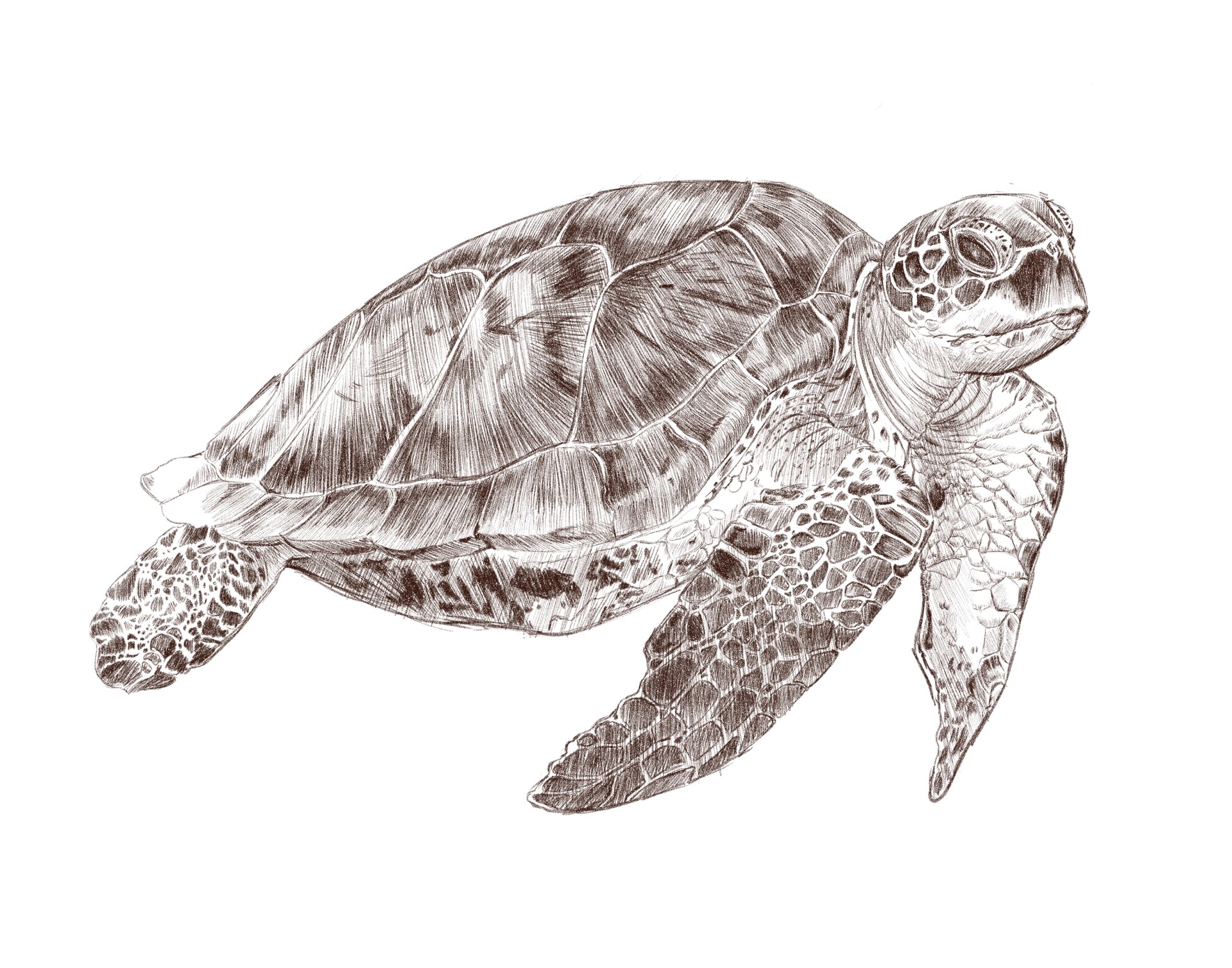 ArtStation - Sea turtle Study