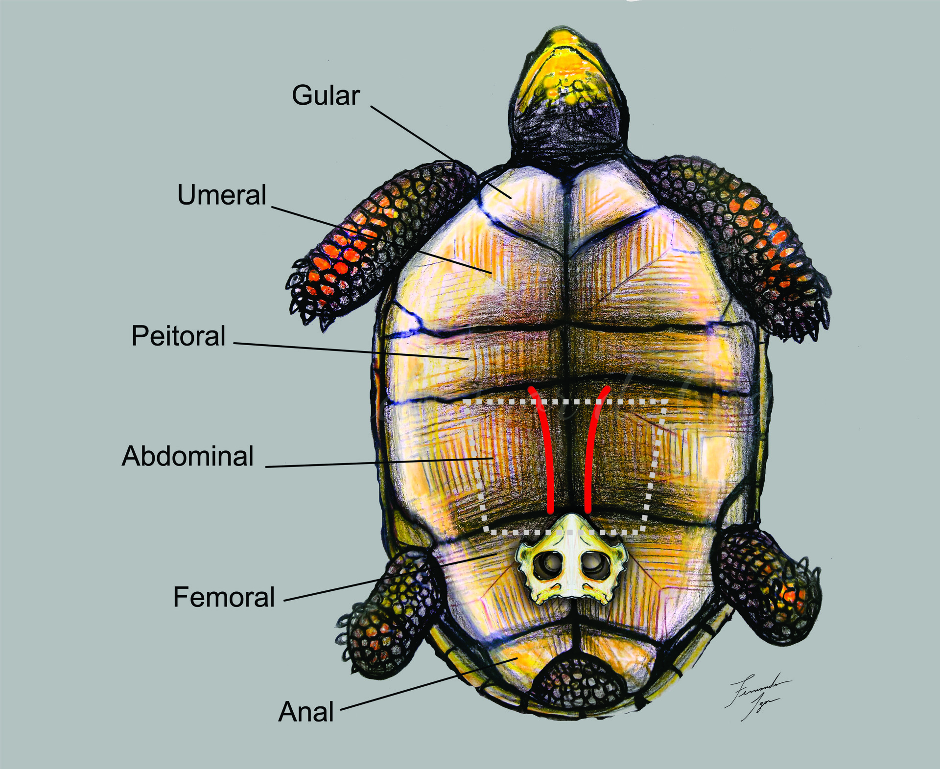 Tortoise Anatomy