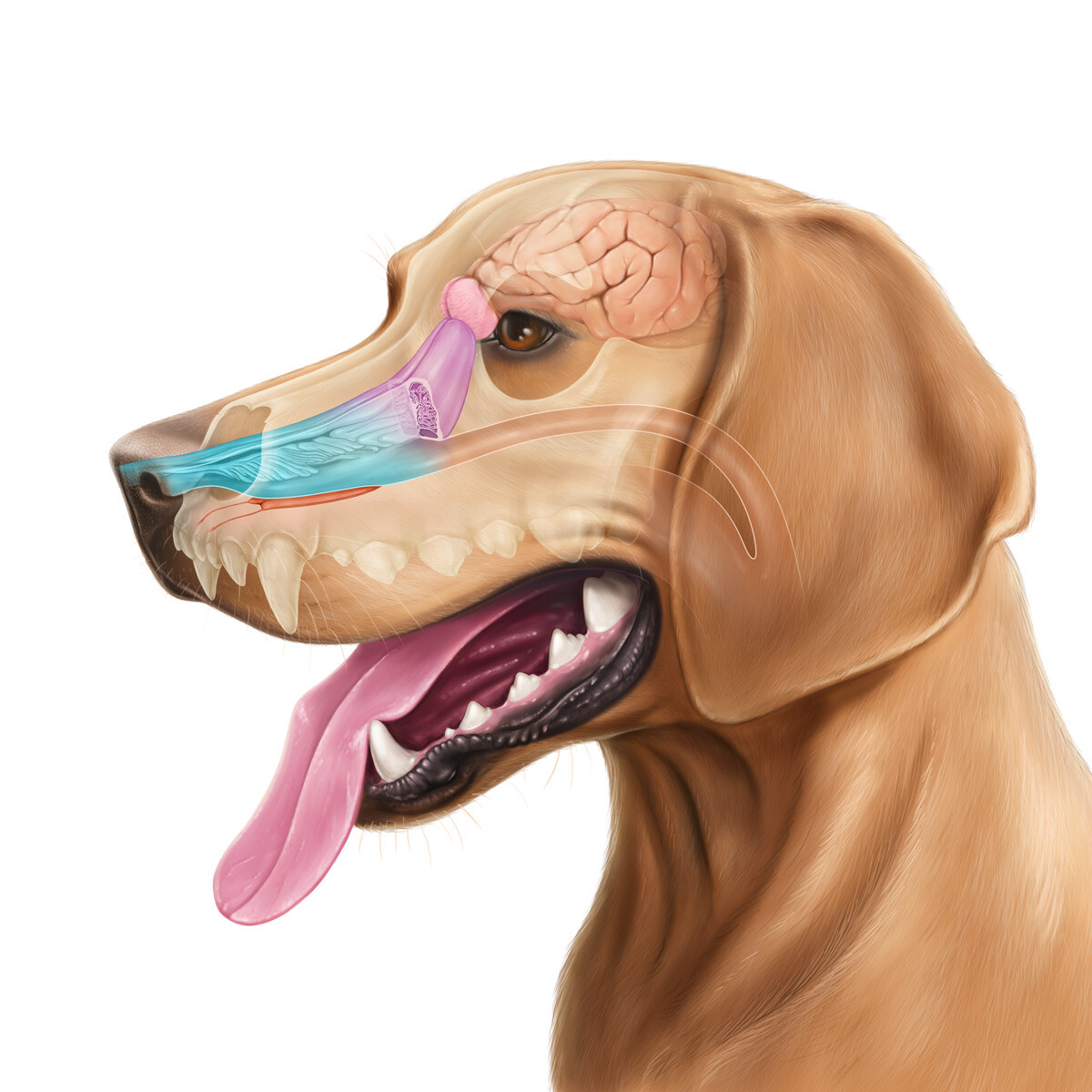 artstation-dog-s-nose-anatomy