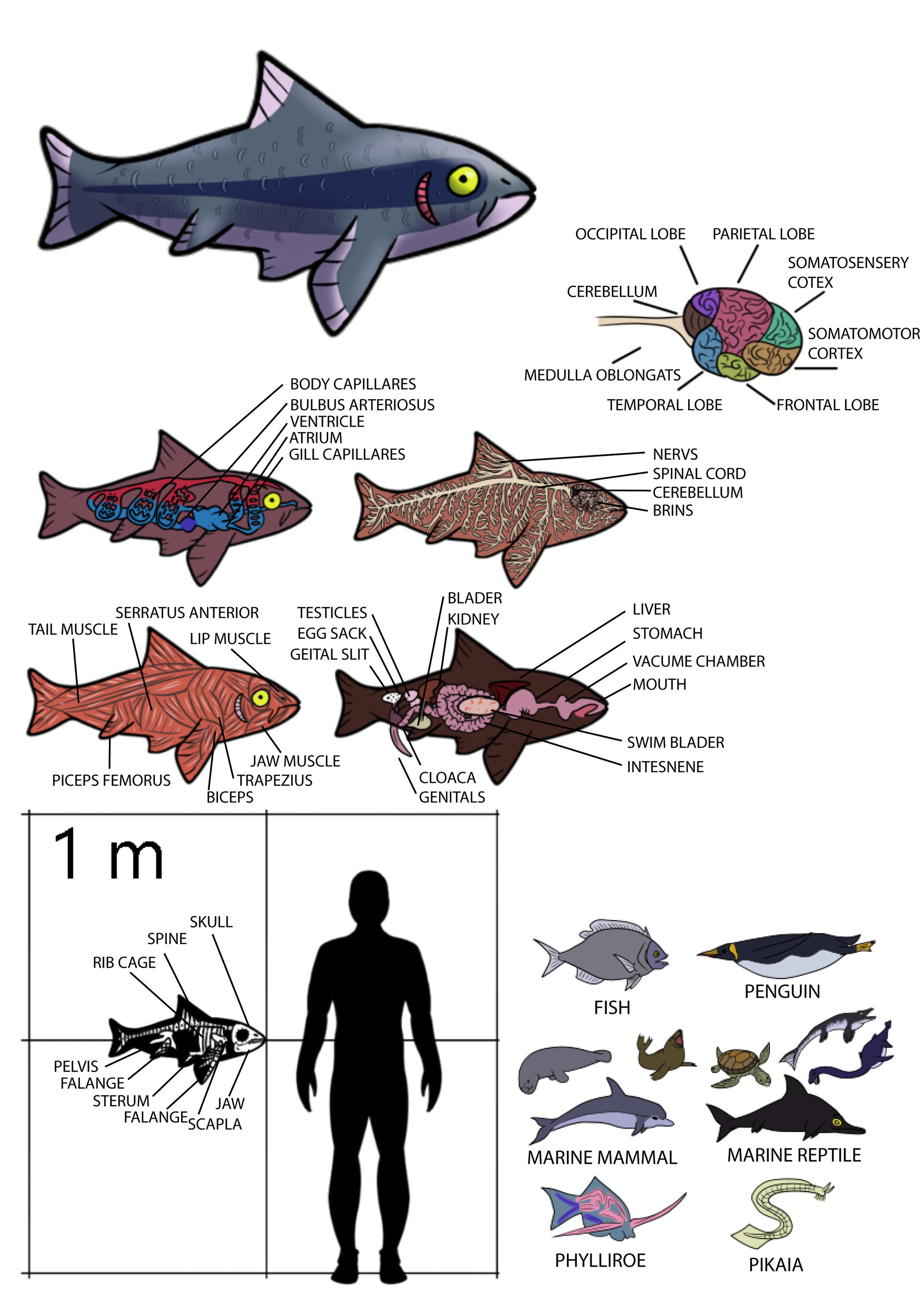 Could Modern Crocs Evolve To Resemble Ancient Marine Reptiles? - v1u8487