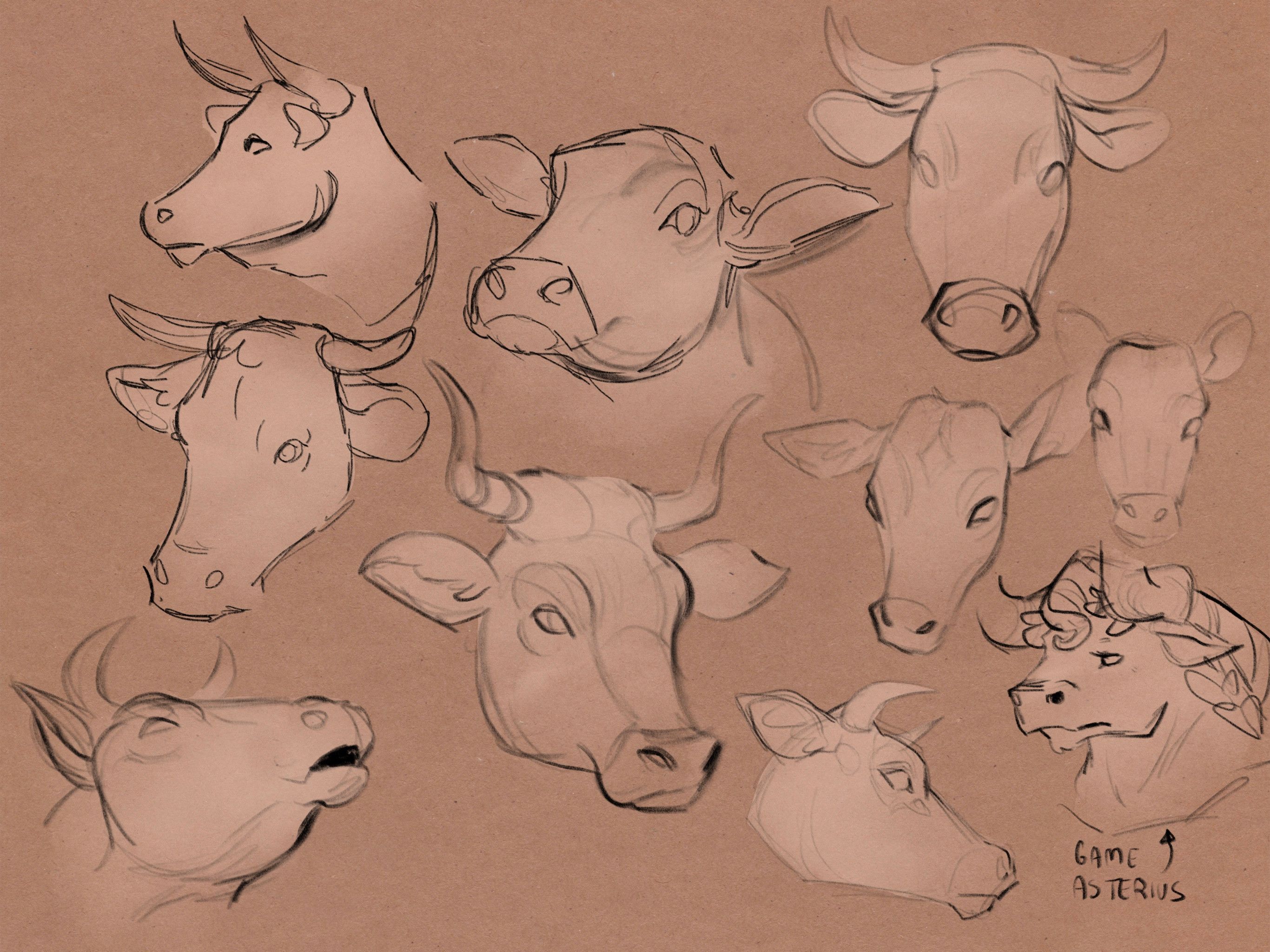Getting used to the shapes and angles of cow/bull faces since I’ve never drawn them before.