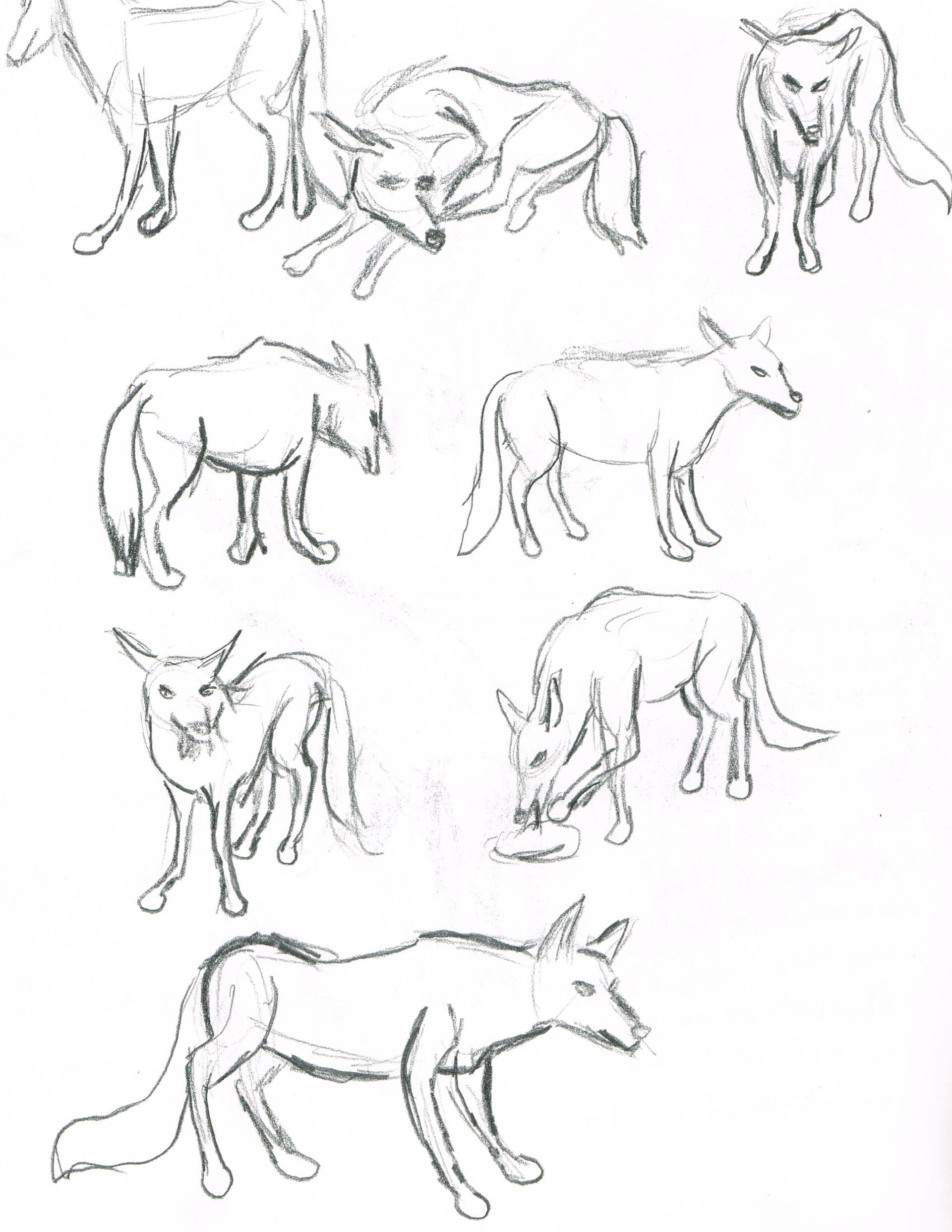 Animal Pose Drawing Exercises