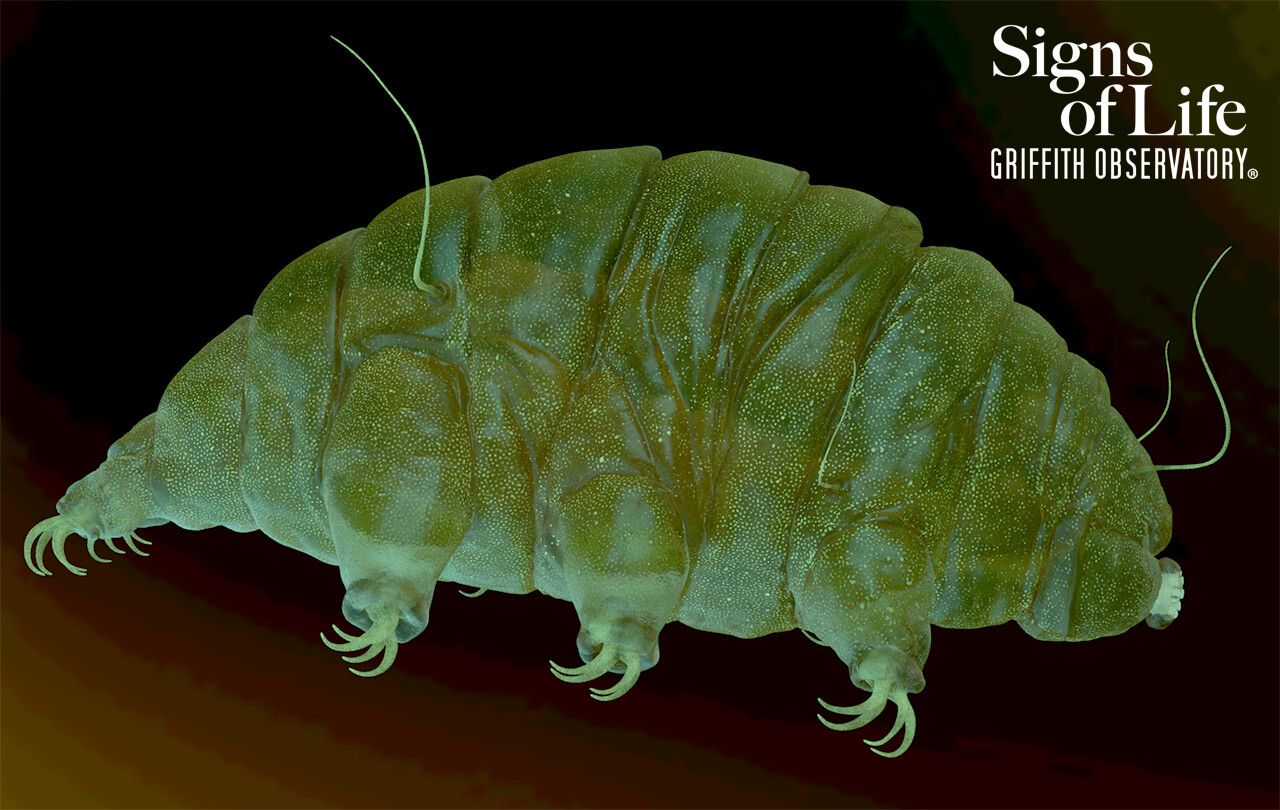 Test render of tardigrade in Arnold for Maya