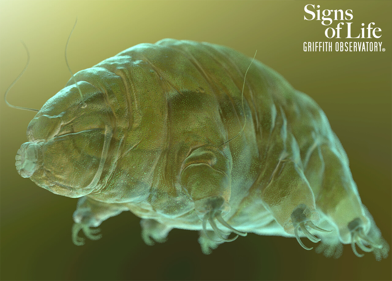 Test render of tardigrade in Arnold for Maya