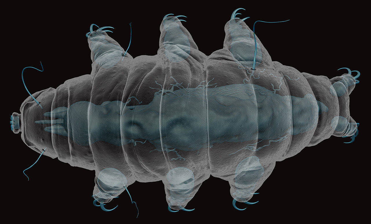 ZBrush render of tardigrade internal organs