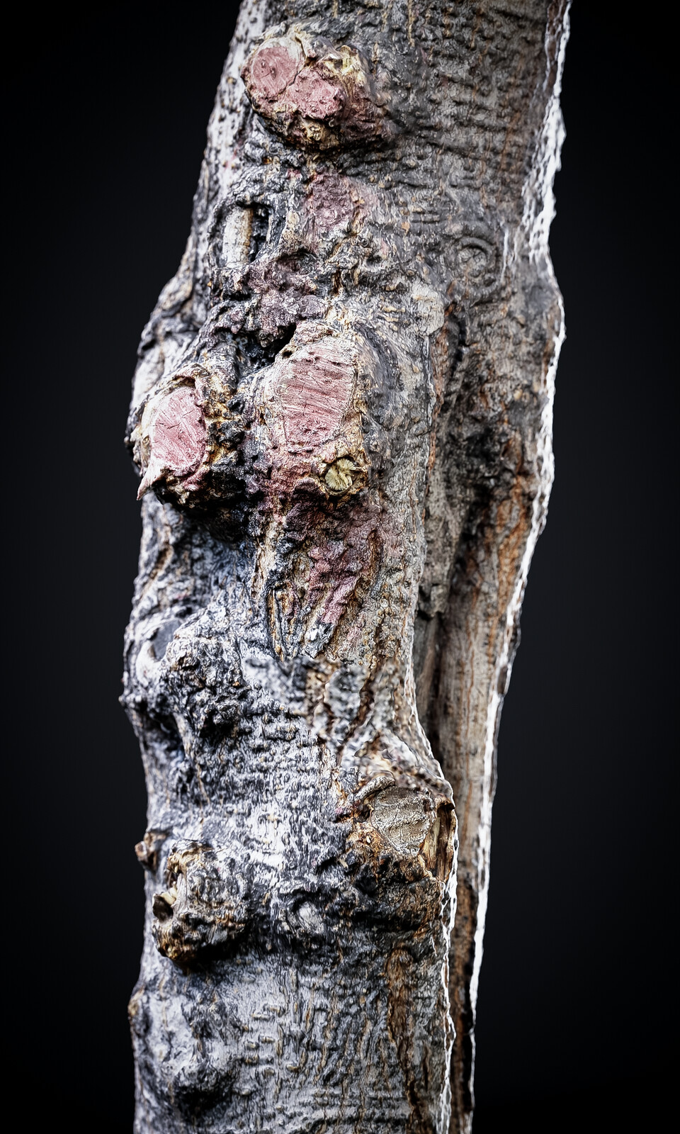 High poly form scan model