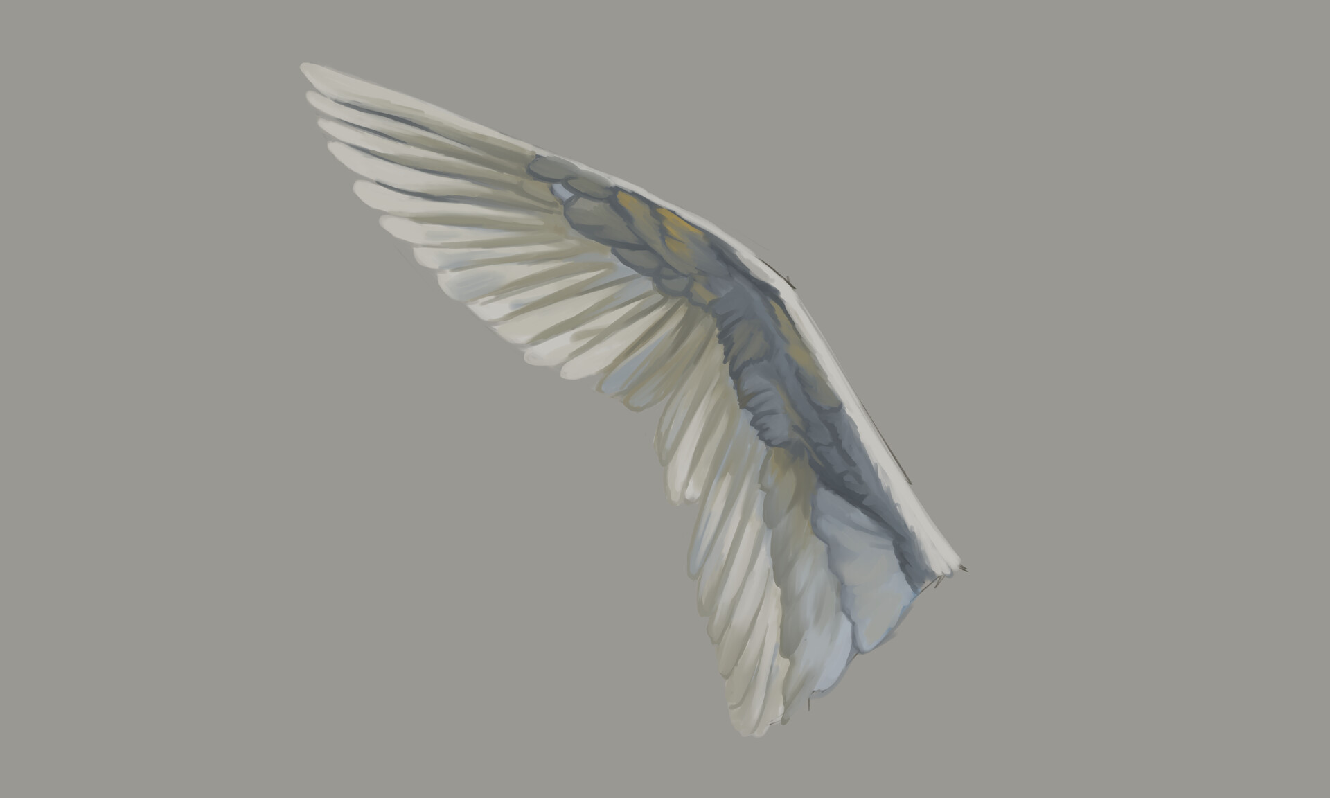ArtStation - Bird's wings