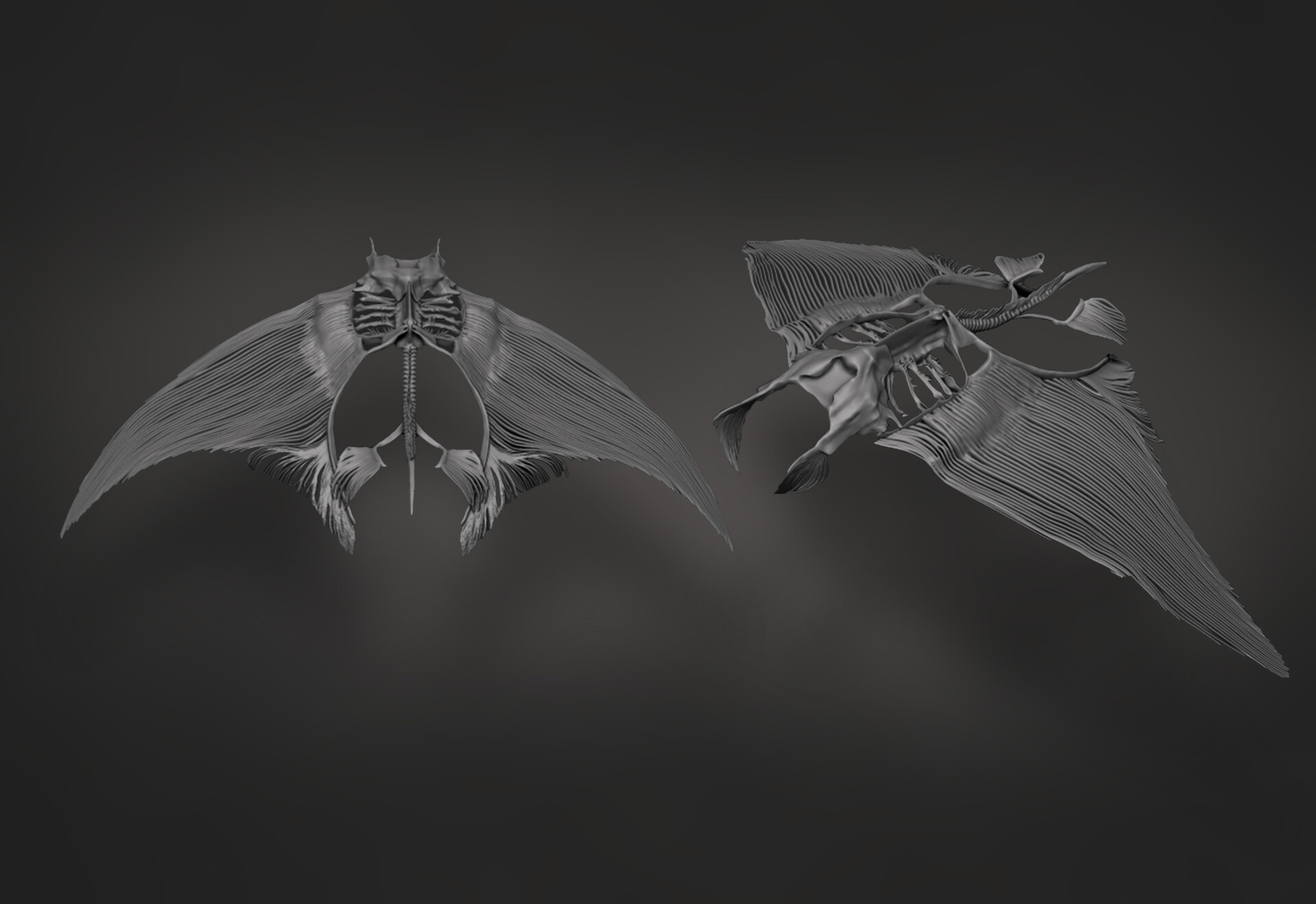 ArtStation Stingray Skeleton