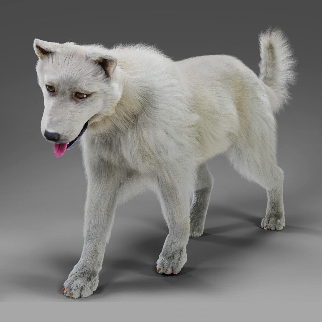 ArtStation Fur White Dog Rigged in Blender