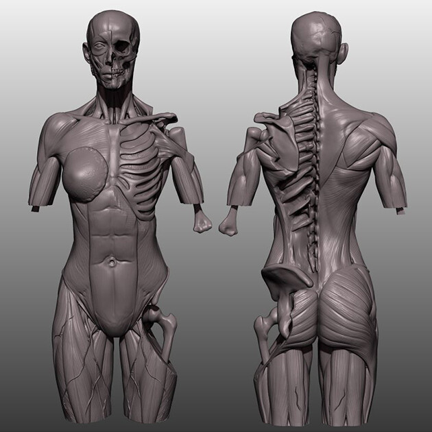 Personal Anatomy Studies