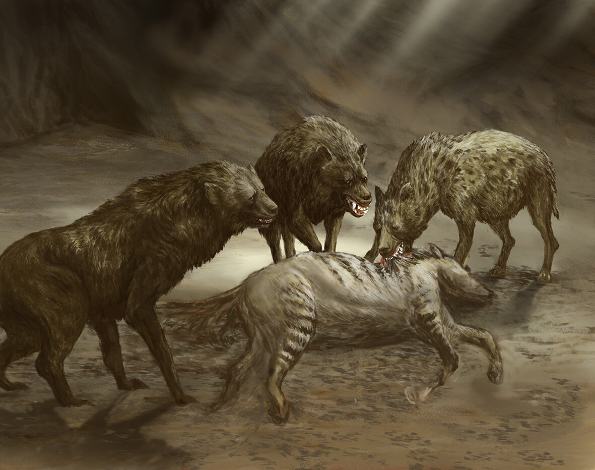 Cave Hyena Size