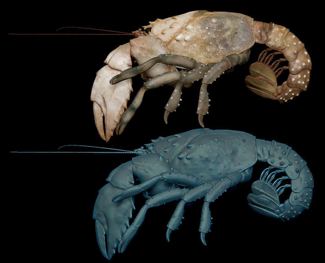 White crayfish model polypainted and rendered in ZBrush