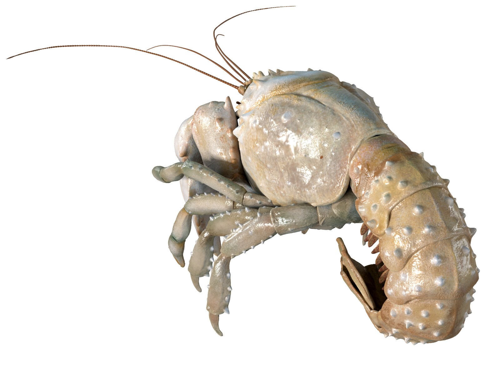 White crayfish model rendered in Keyshot
