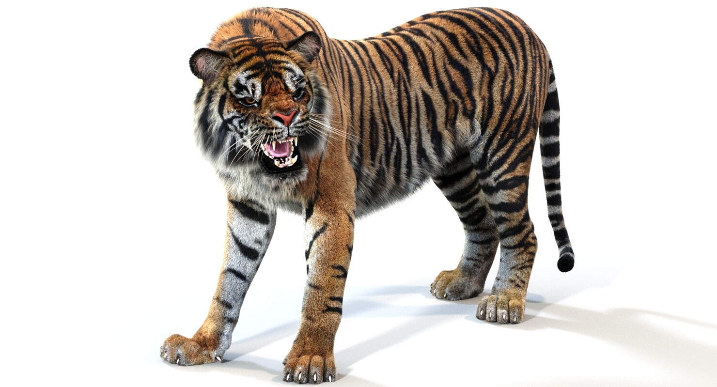 ArtStation - Animated Tiger 3d Model with Fur