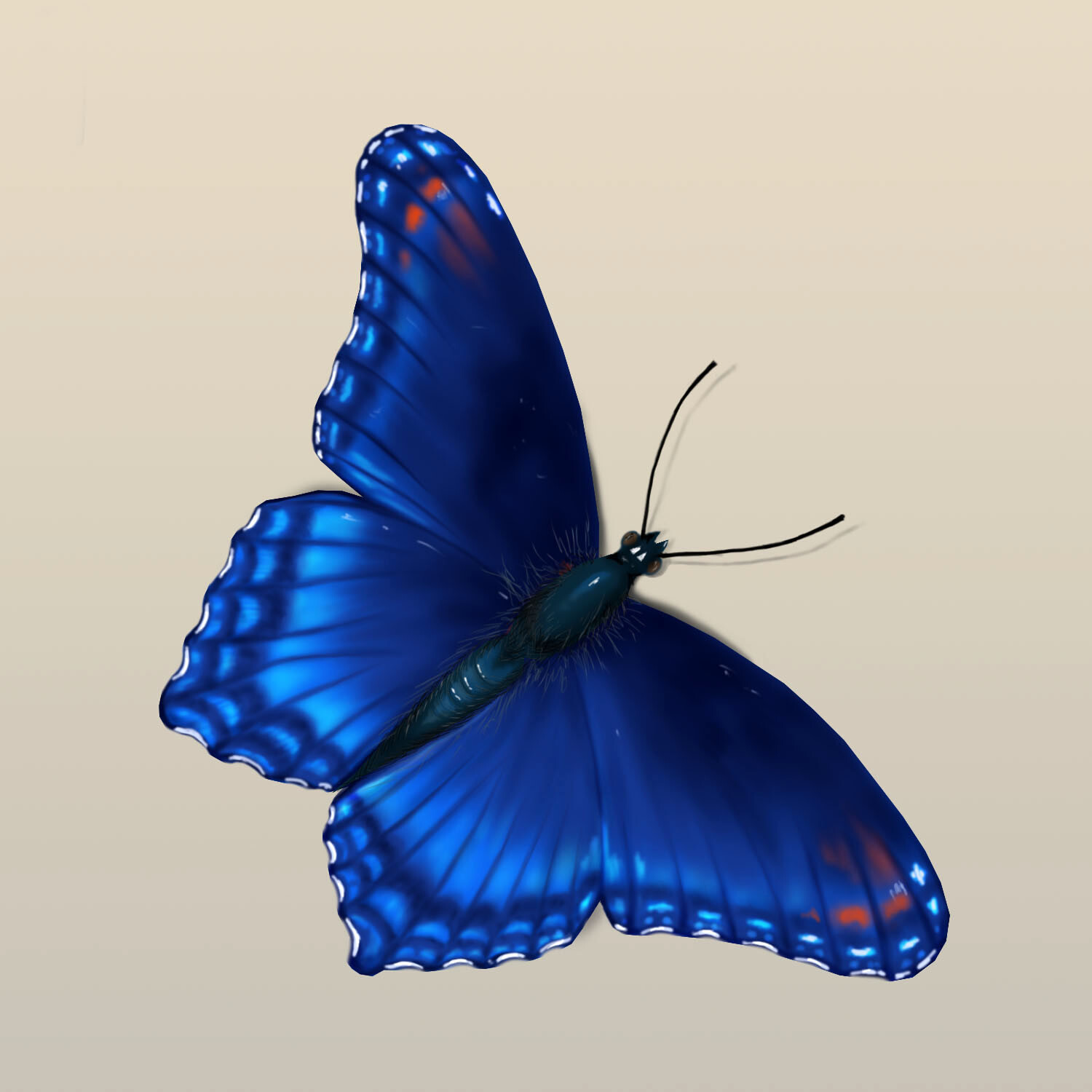 Бело голубые бабочки. Синяя бабочка. Бабочка синего цвета. Синие бабочки на белом фоне. Голубая бабочка на прозрачном фоне.