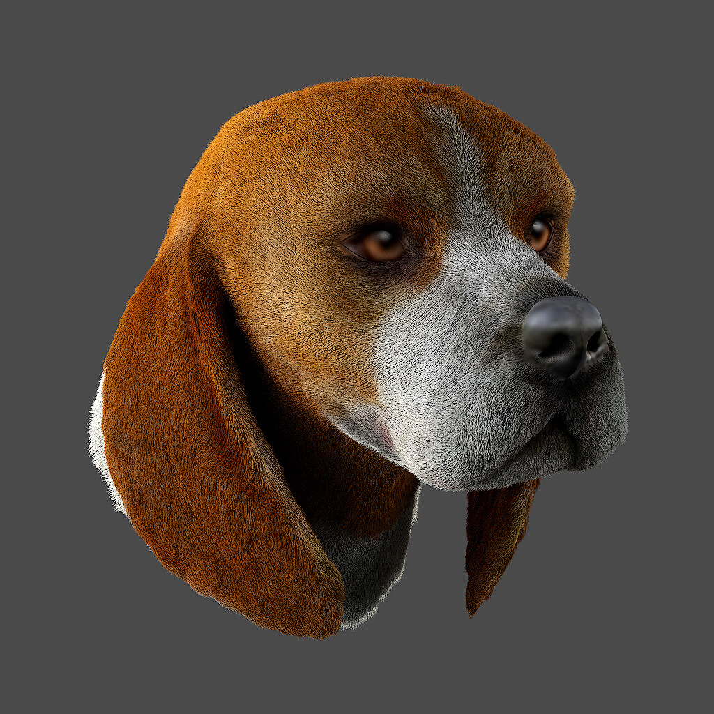 ArtStation - Beagle fur in X-Gen interactive grooming