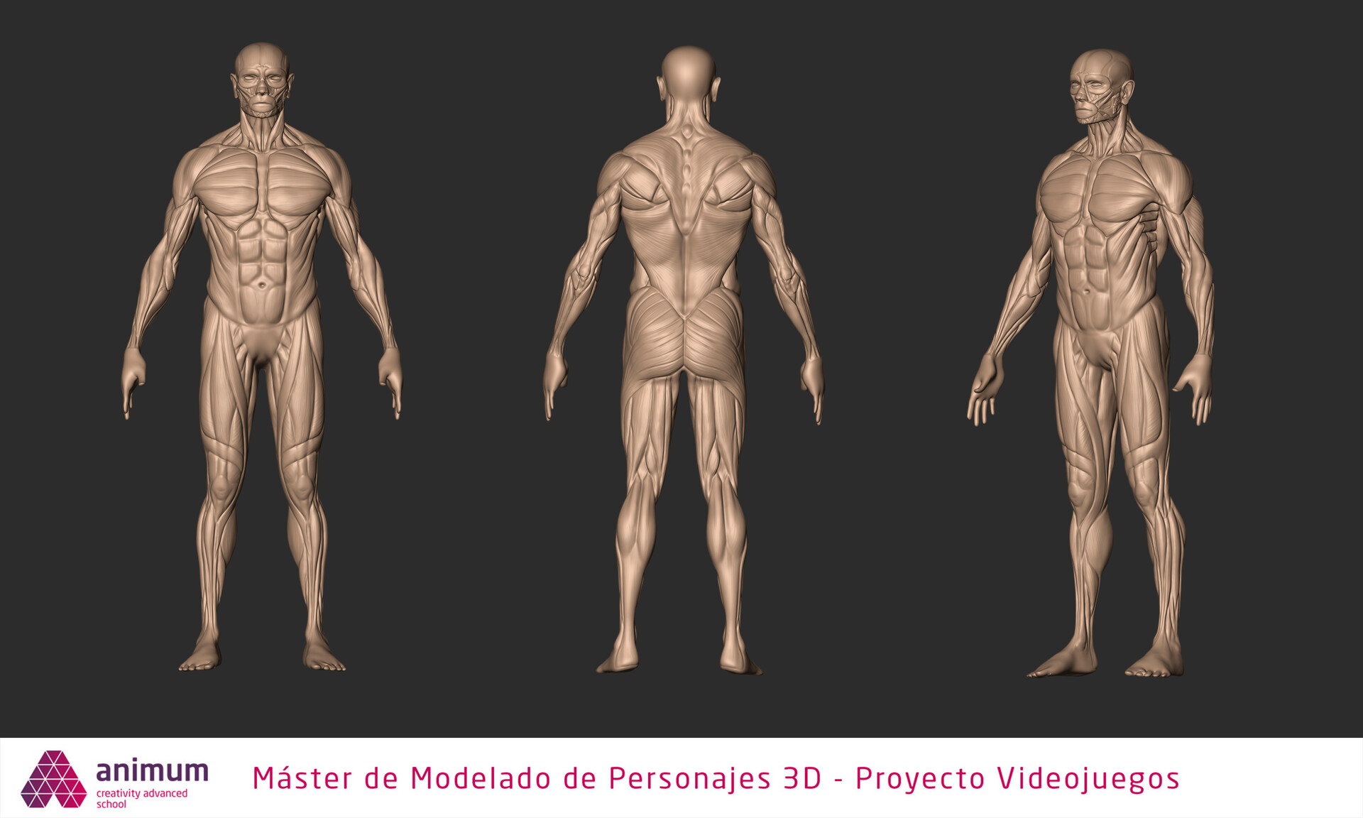 ArtStation 3D Human Body Anatomy Study (Ecorche) in Zbrush.