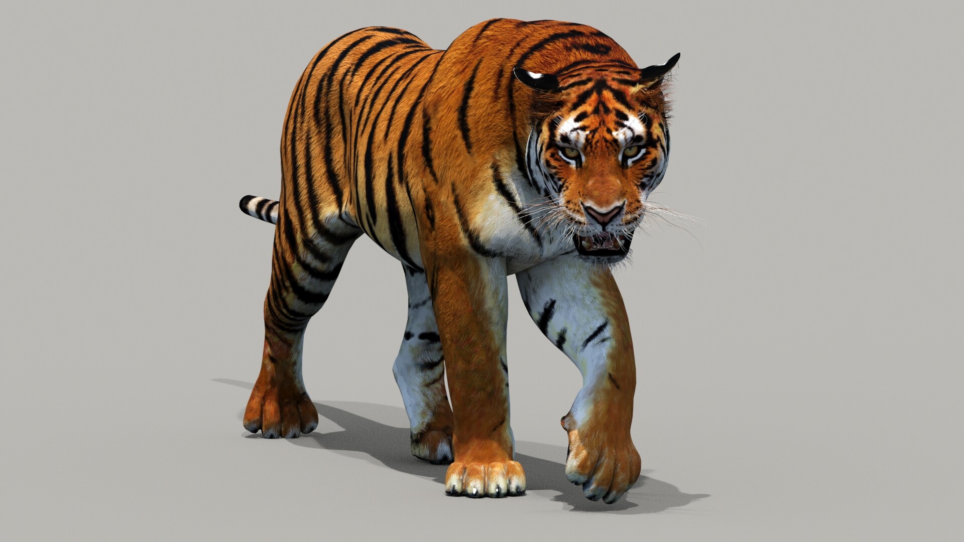 ArtStation - Tiger Animated 3d Model | PROmax3D