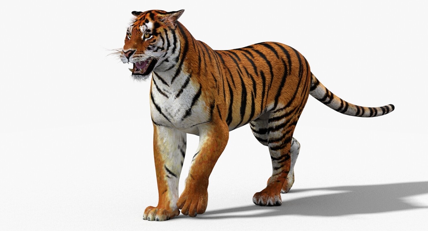 ArtStation - Tiger Animated 3d Model