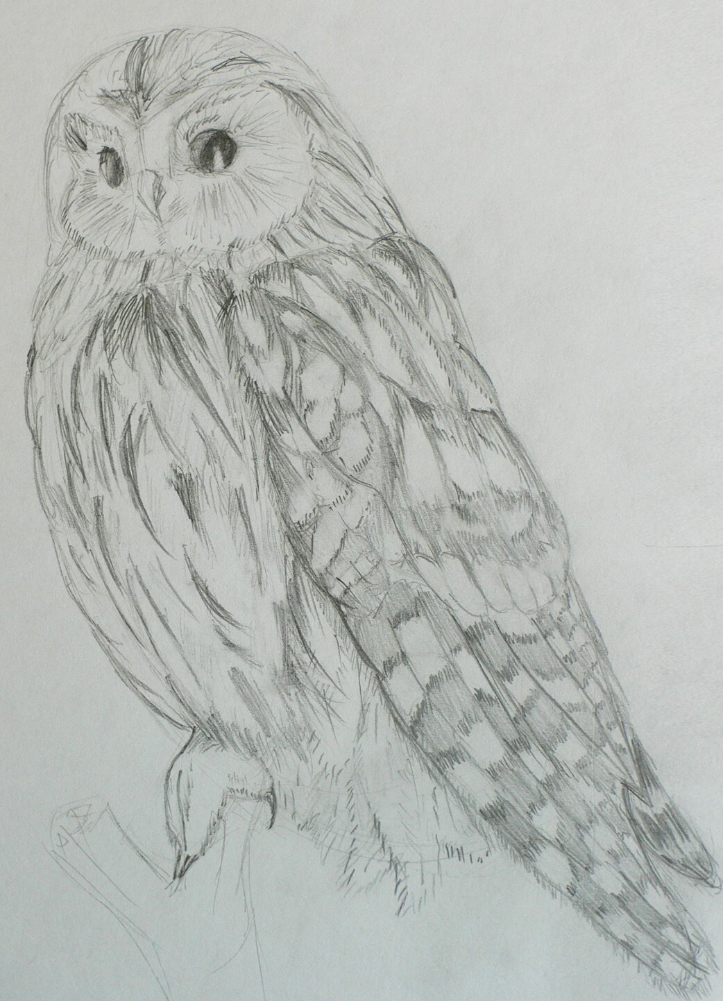 ArtStation - Drawing of an owl
