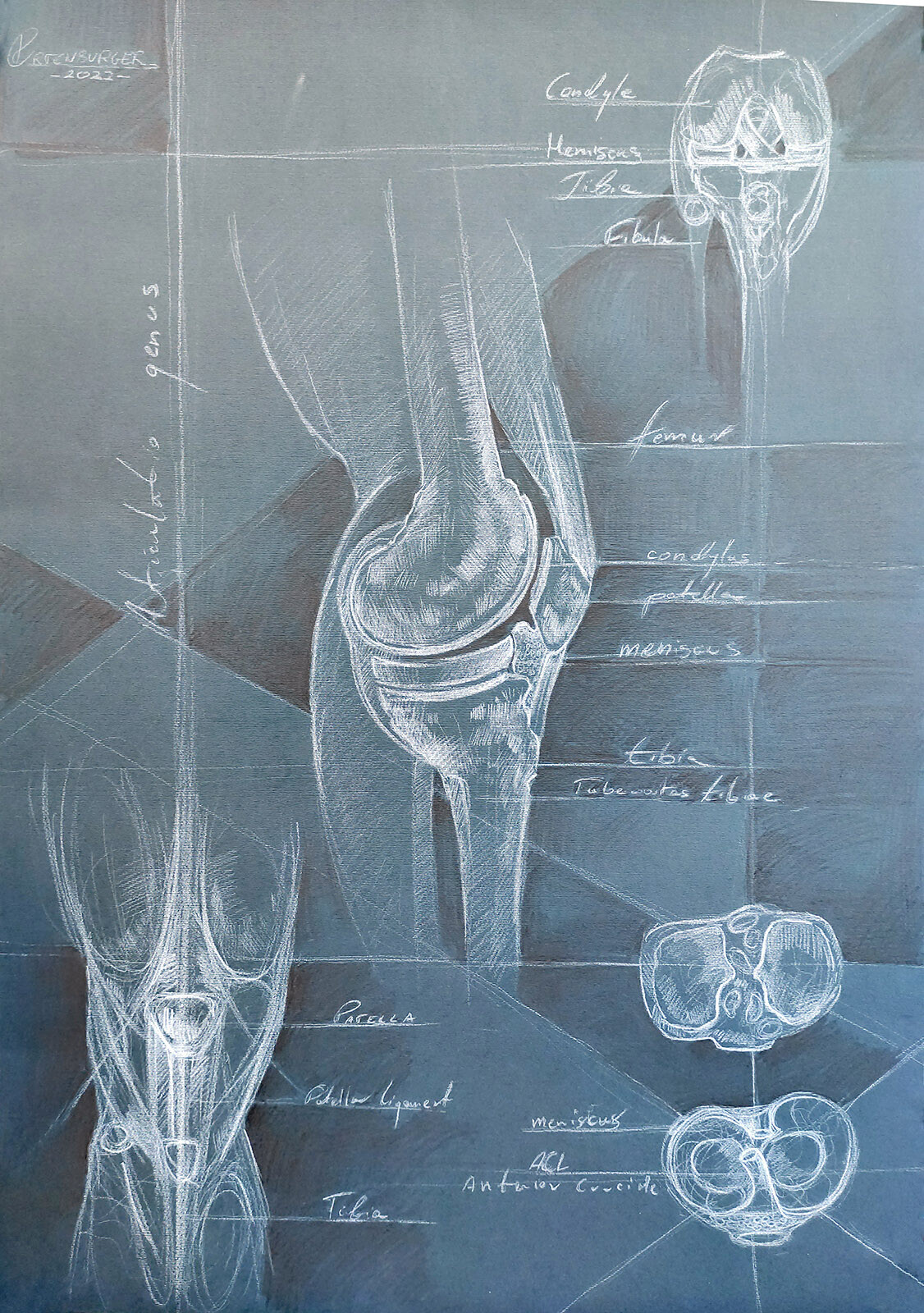 Knee joint (full board)