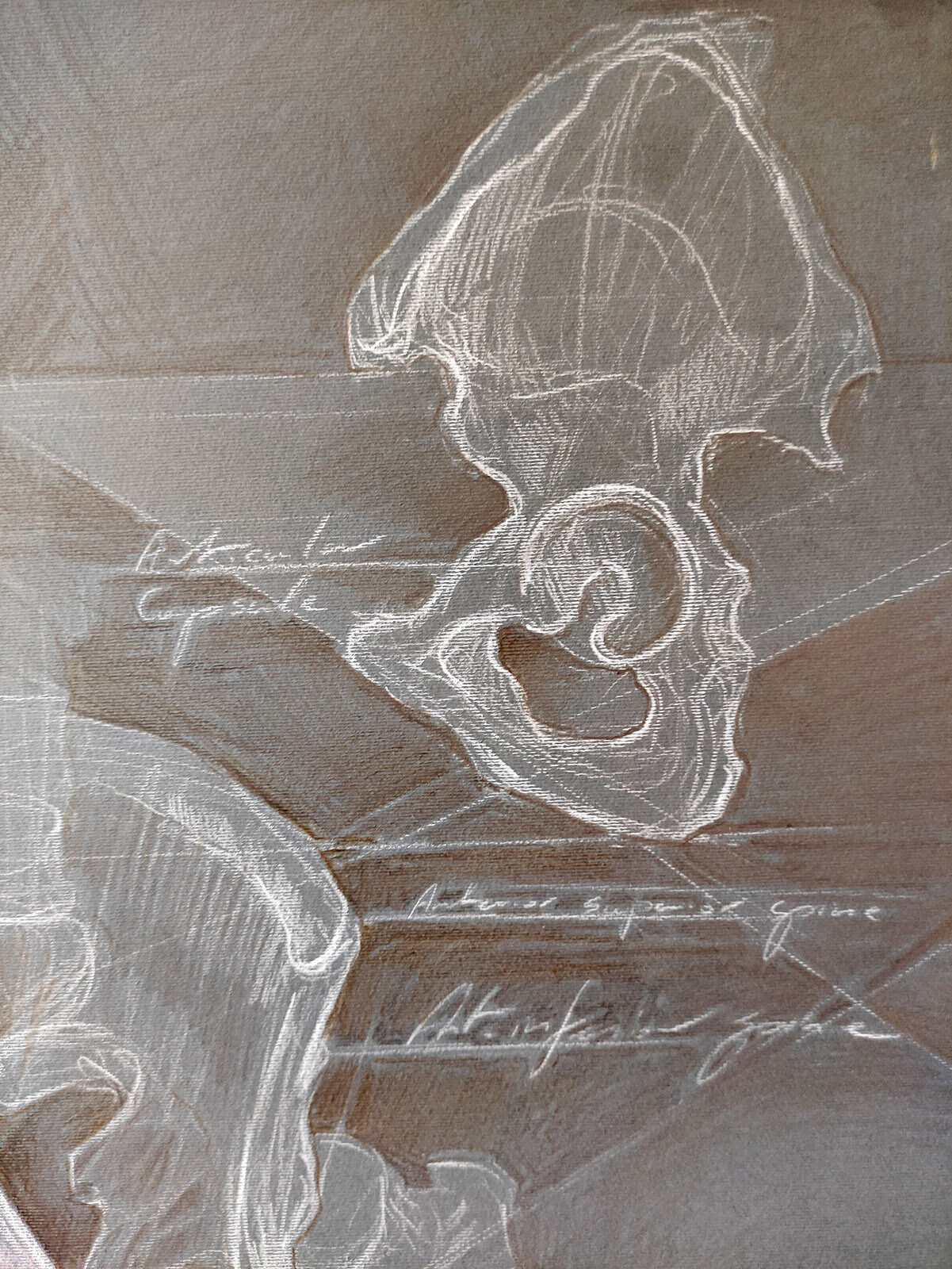 hip bone with its joint - detail