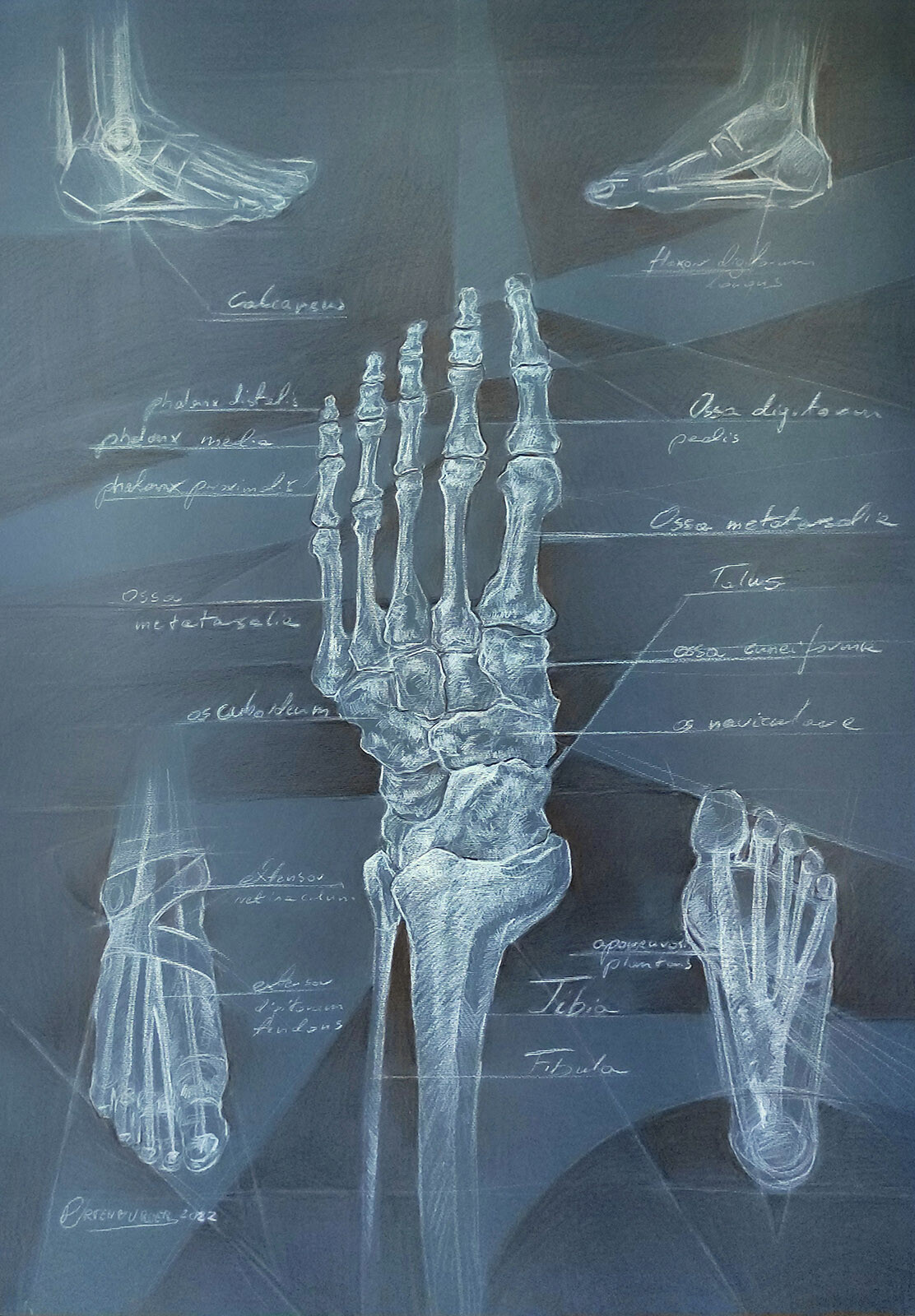 Foot - full board drawing