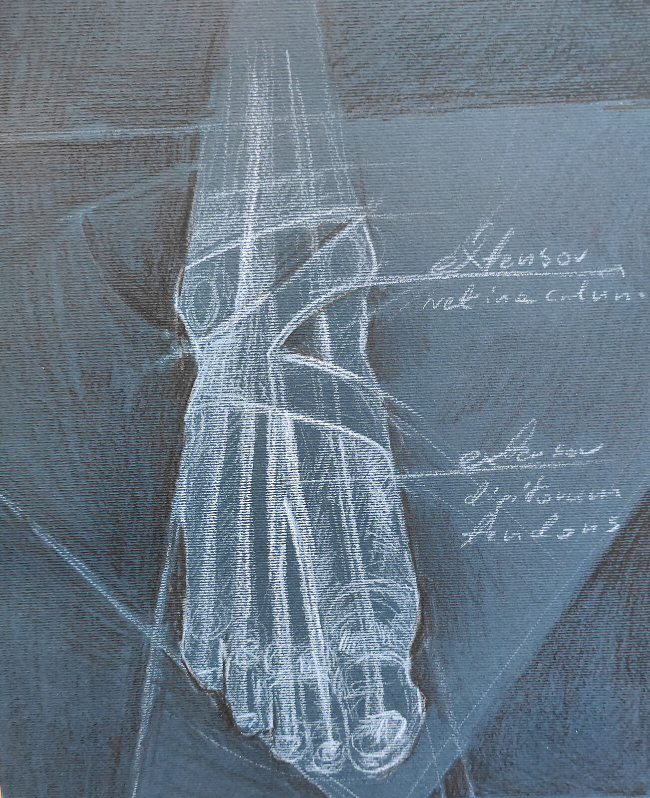 Foot - extensors muscles - detail