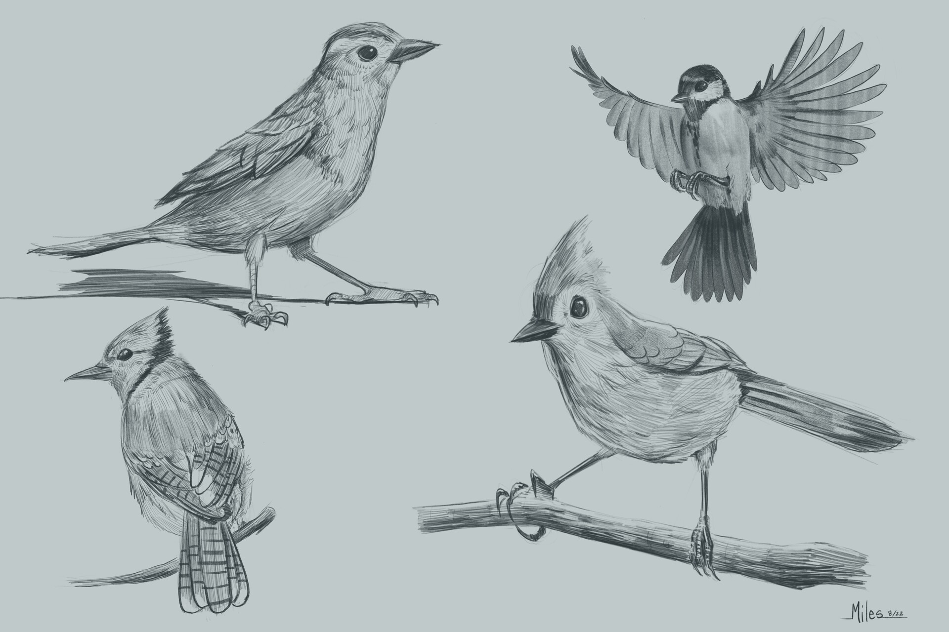 ArtStation - Bird Sketches