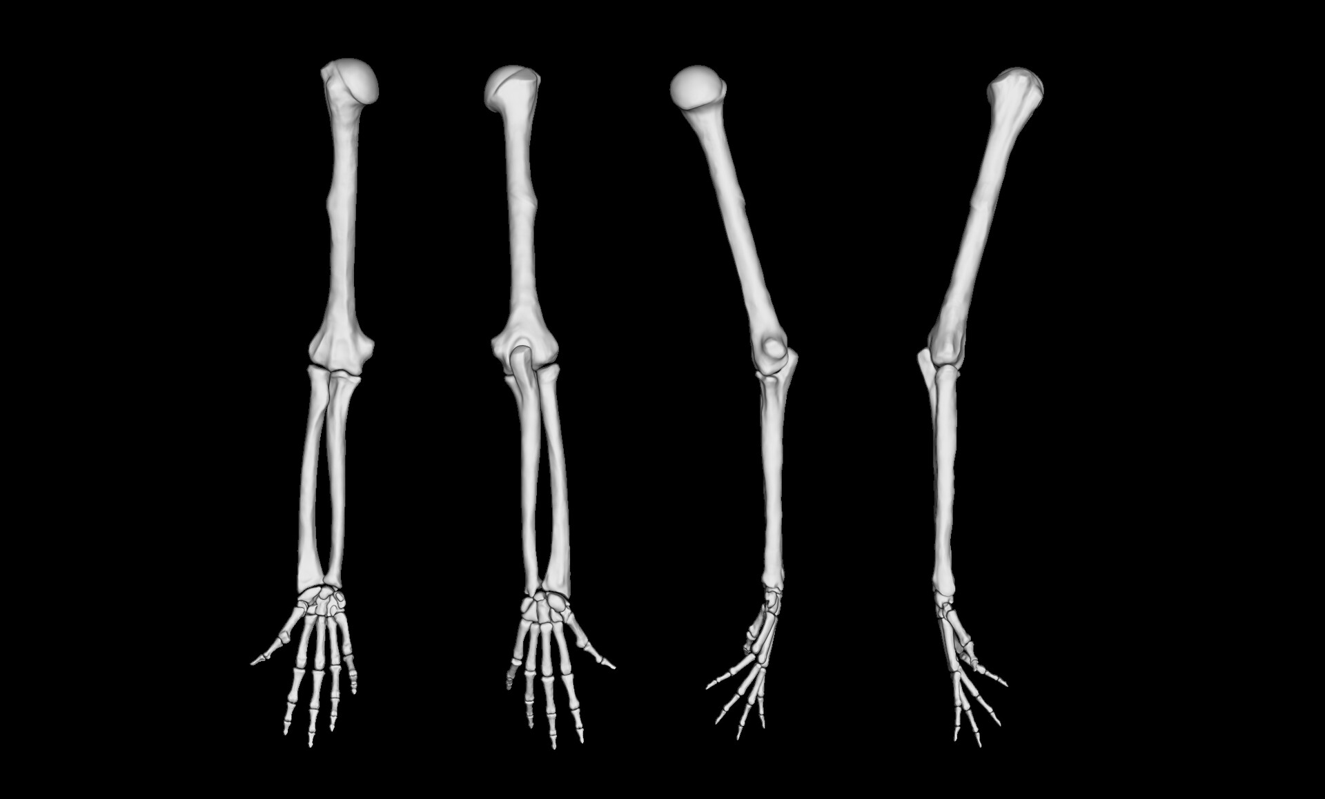 human-arm-anatomy-labeled-bones-images-and-photos-finder