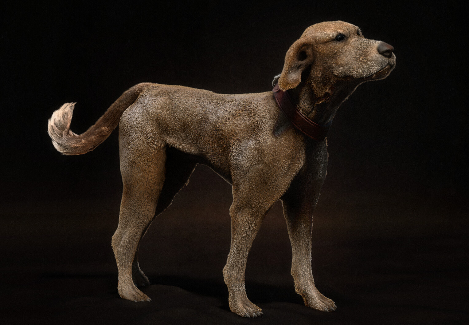 Caramel Color Dog Names Caramel Color Dog Names