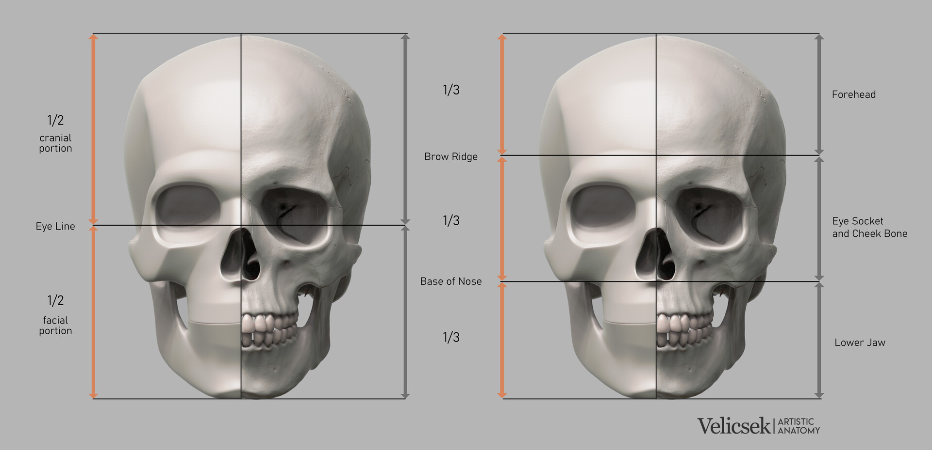 Gusztav velicsek 002 midpoint and thirds of the skull jpg 1920 929 gusztav-velicsek-002-midpoint-and-thirds-of-the-skull-jpg-1920-929