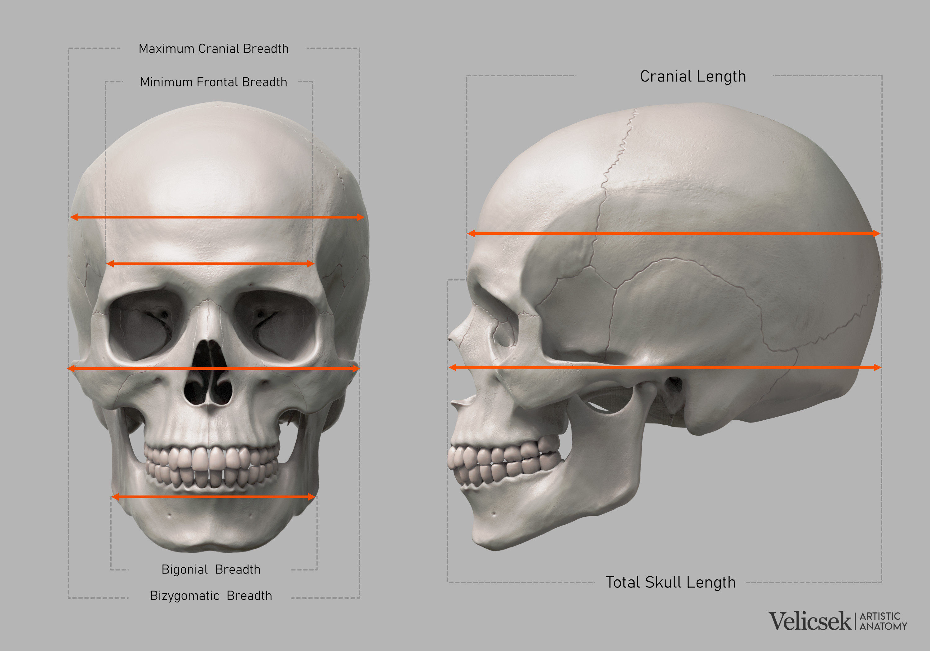 Gusztav velicsek proportions guide of the human skull