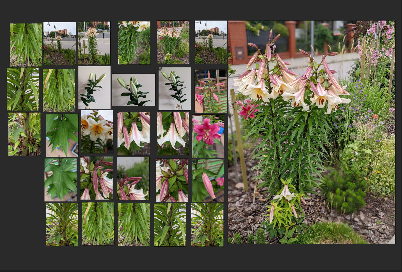 Reference photos that I took of the plant, some of which served as texture basis as well