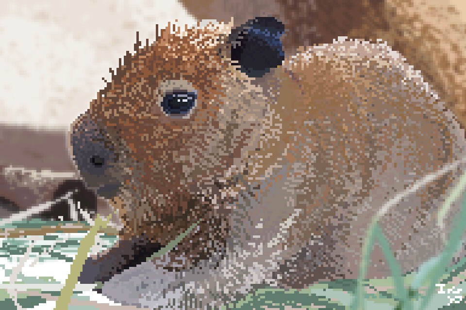 Капибара схема вышивки