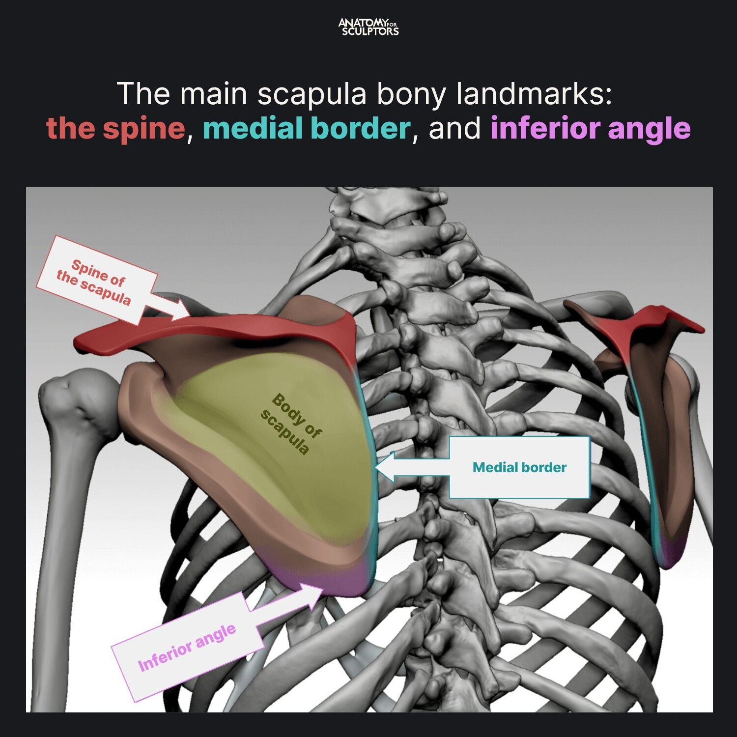 Anatomy for sculptors main scapula bony landmarks anatoym for sculptors