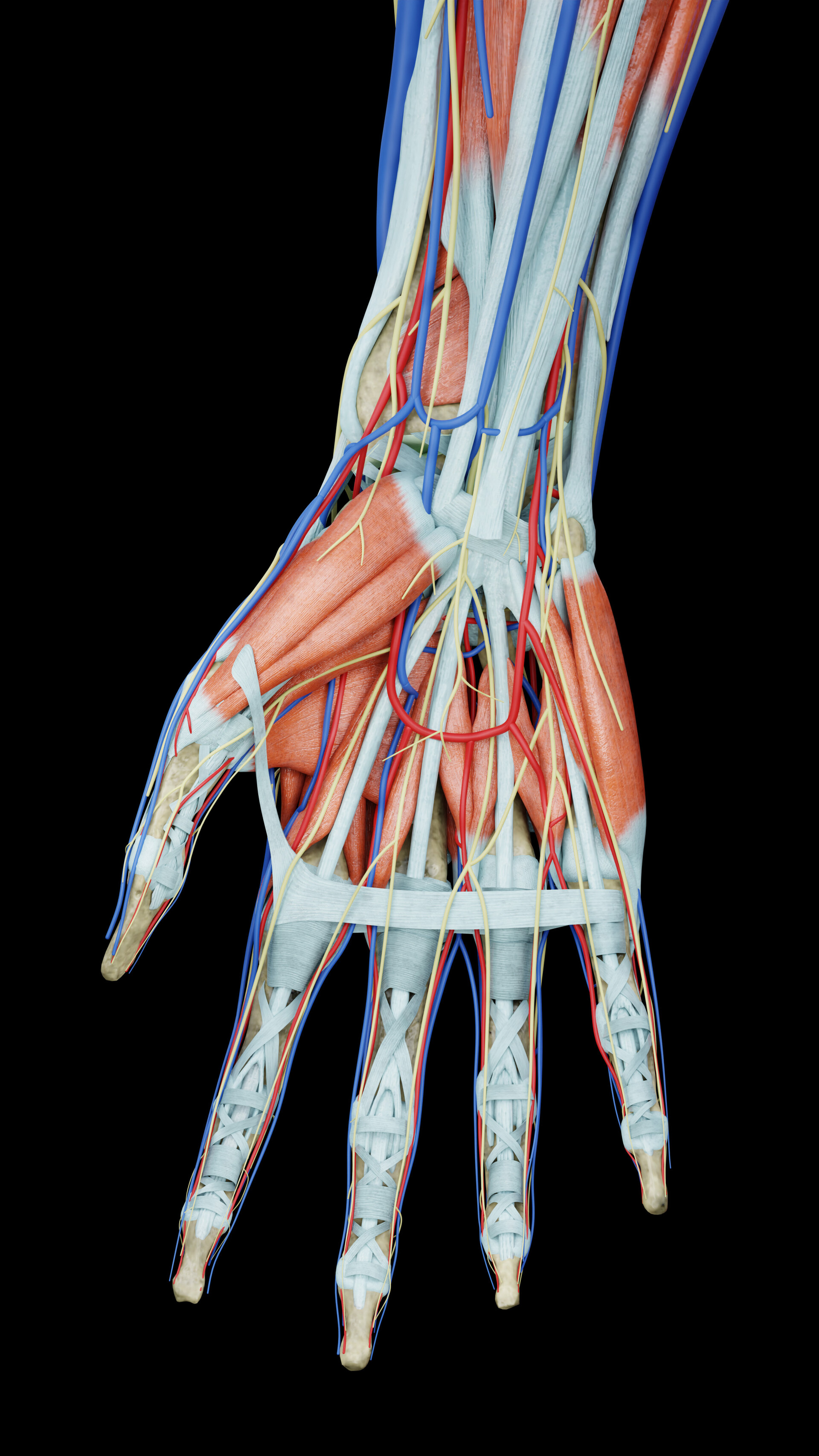 Human Hand Anatomy Biology Diagrams