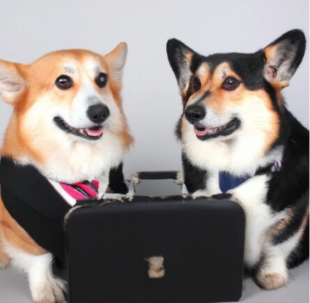 Business corgi hotsell