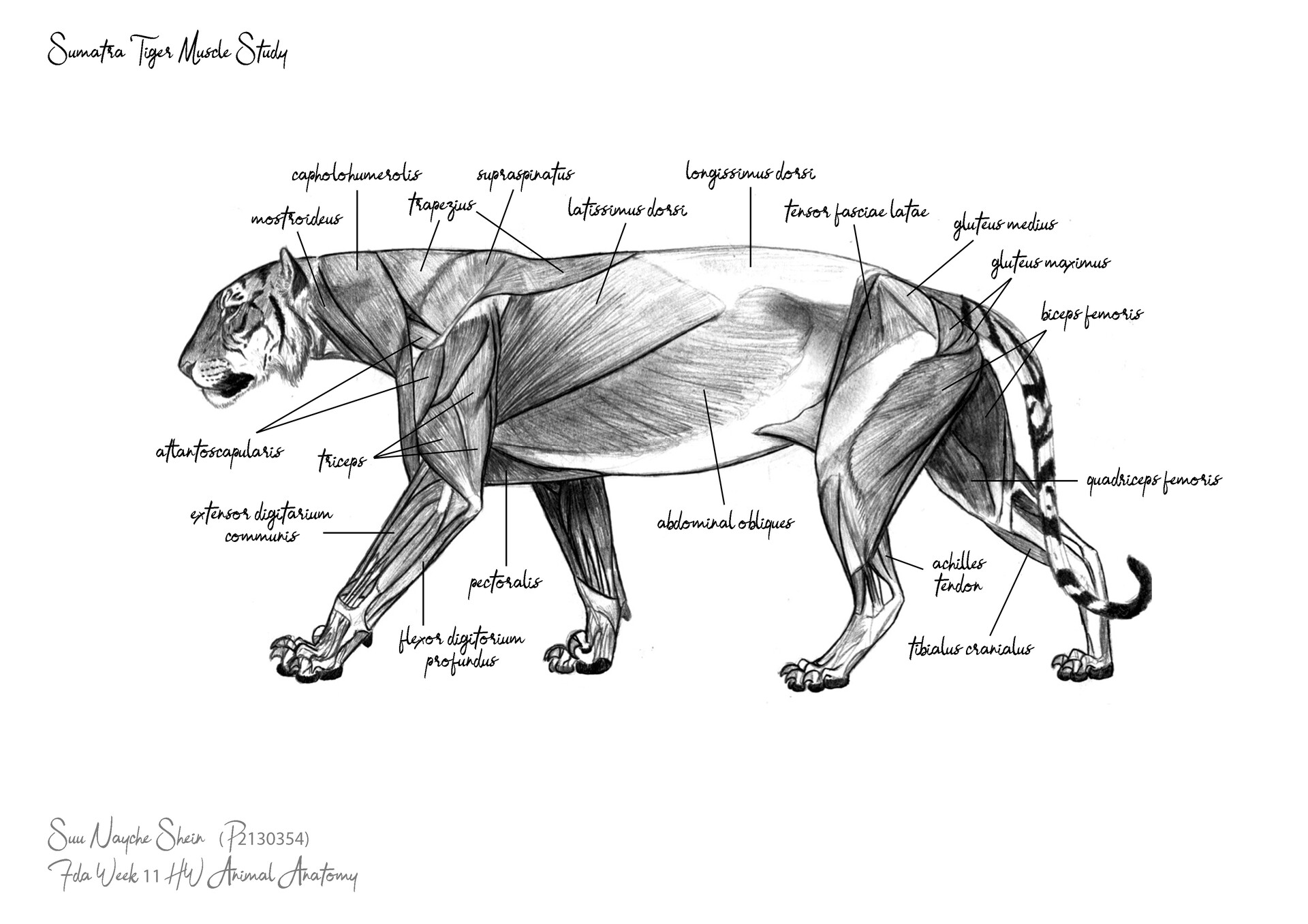 ArtStation Tiger Anatomy Skeleton Muscles
