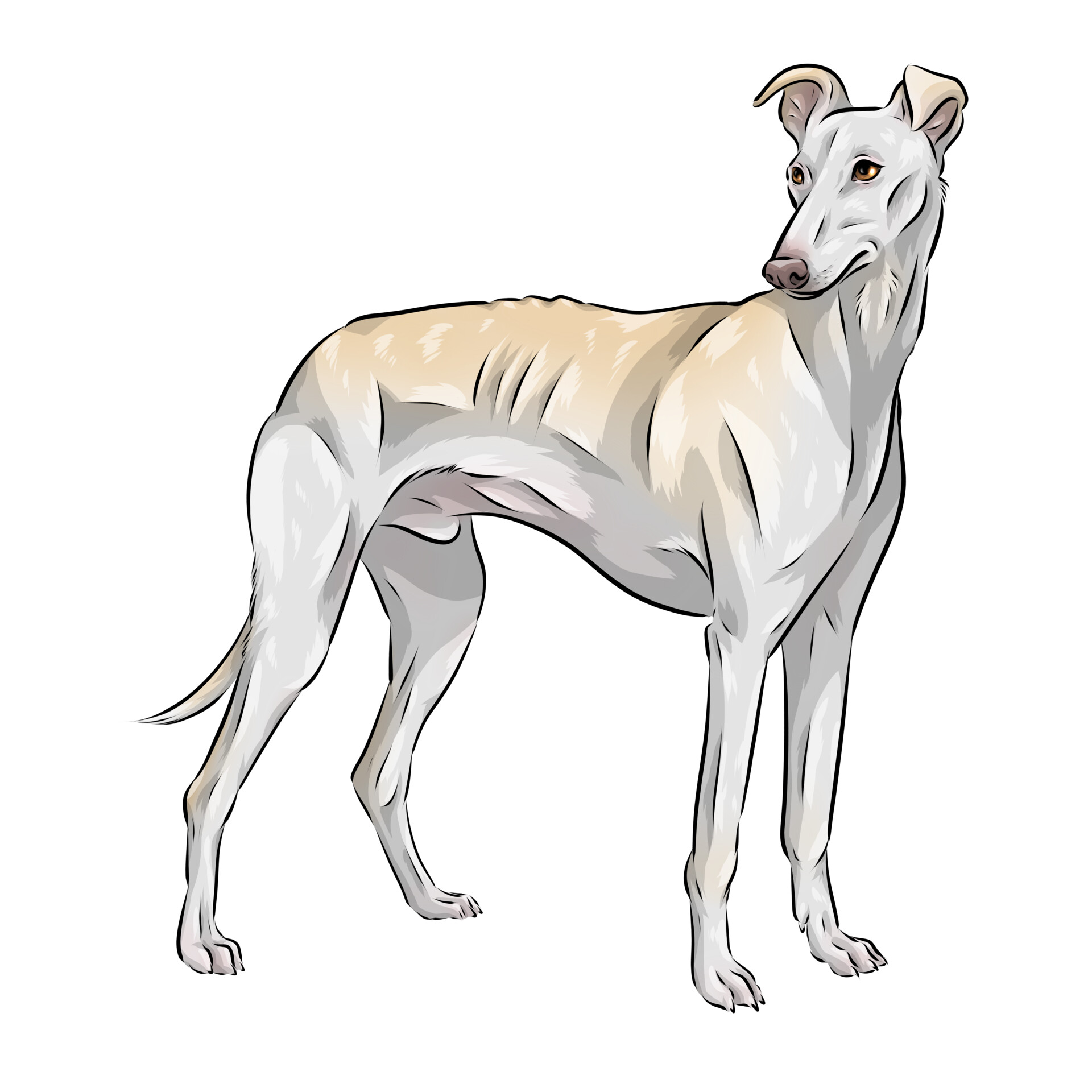 ArtStation - Spanish Greyhound Cartoon Dog