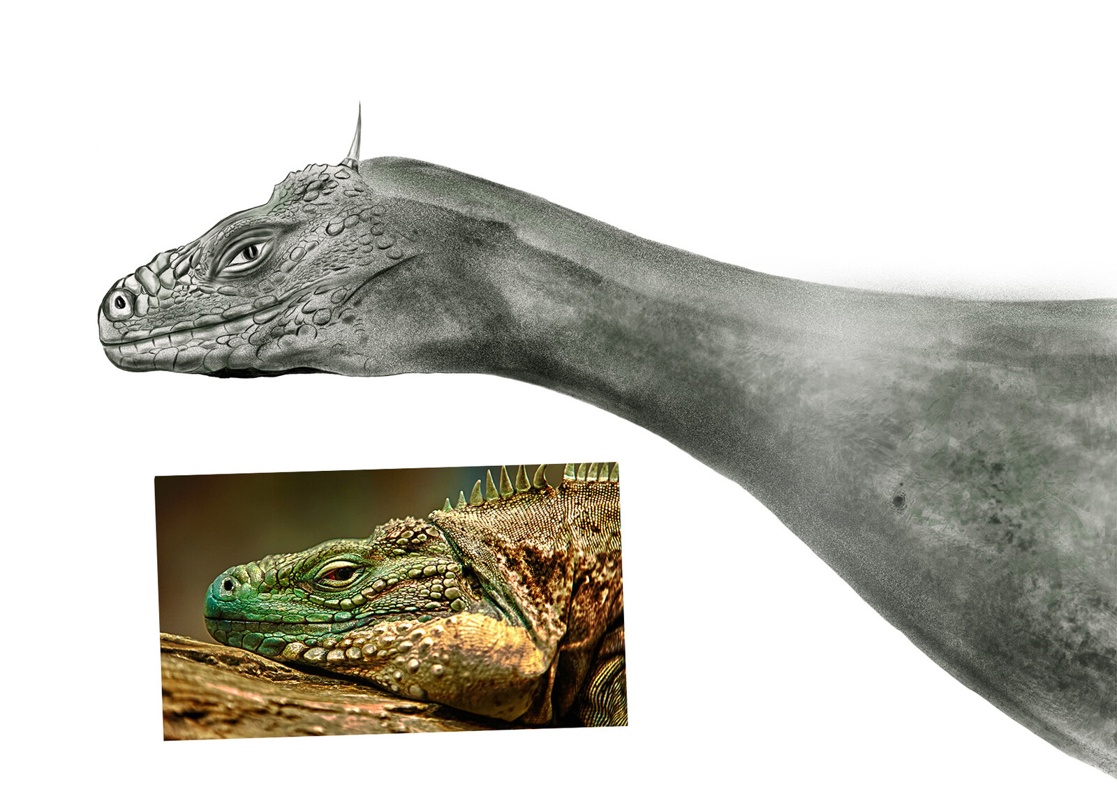 Aquargo - reference photo