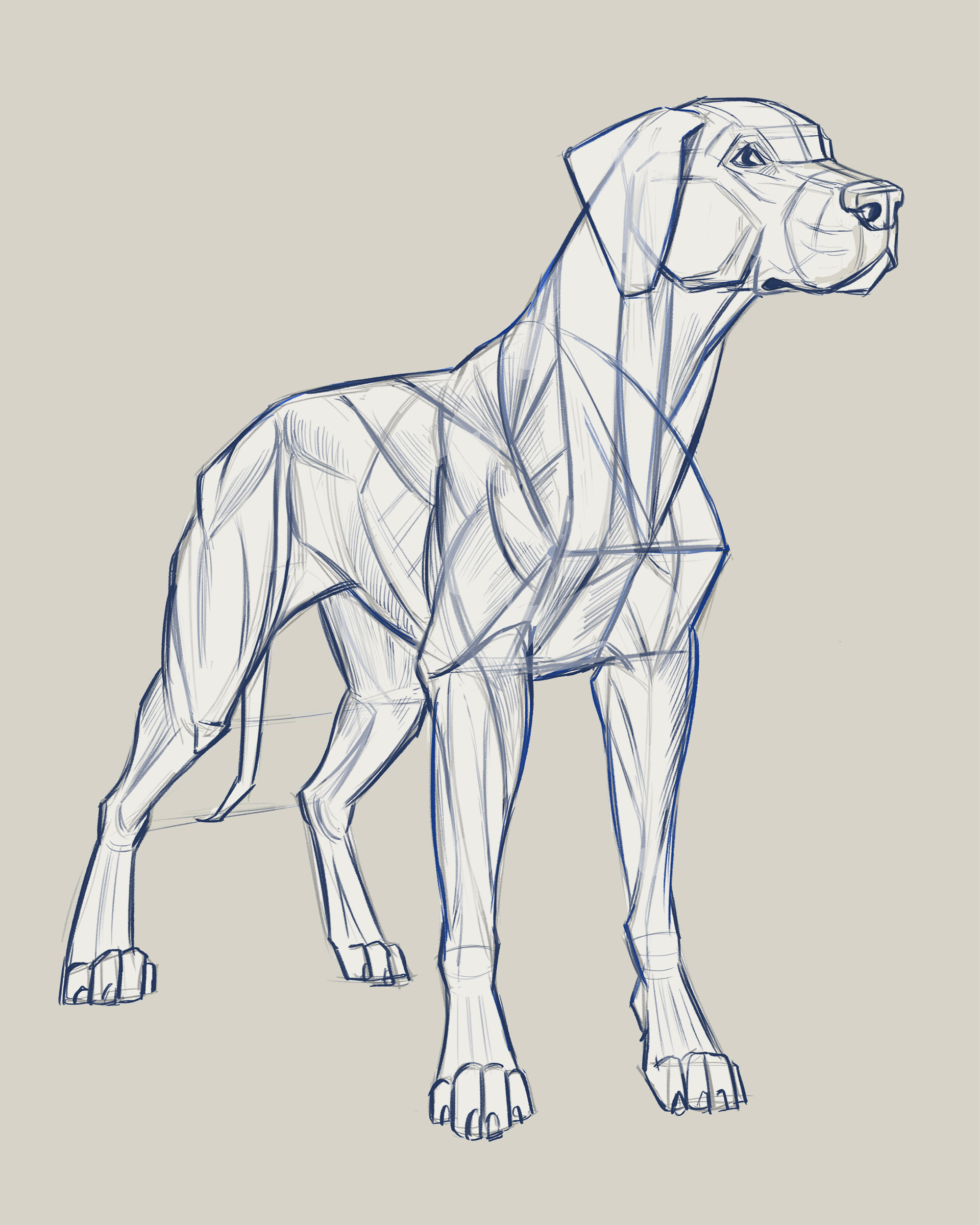 ArtStation Dog anatomy study