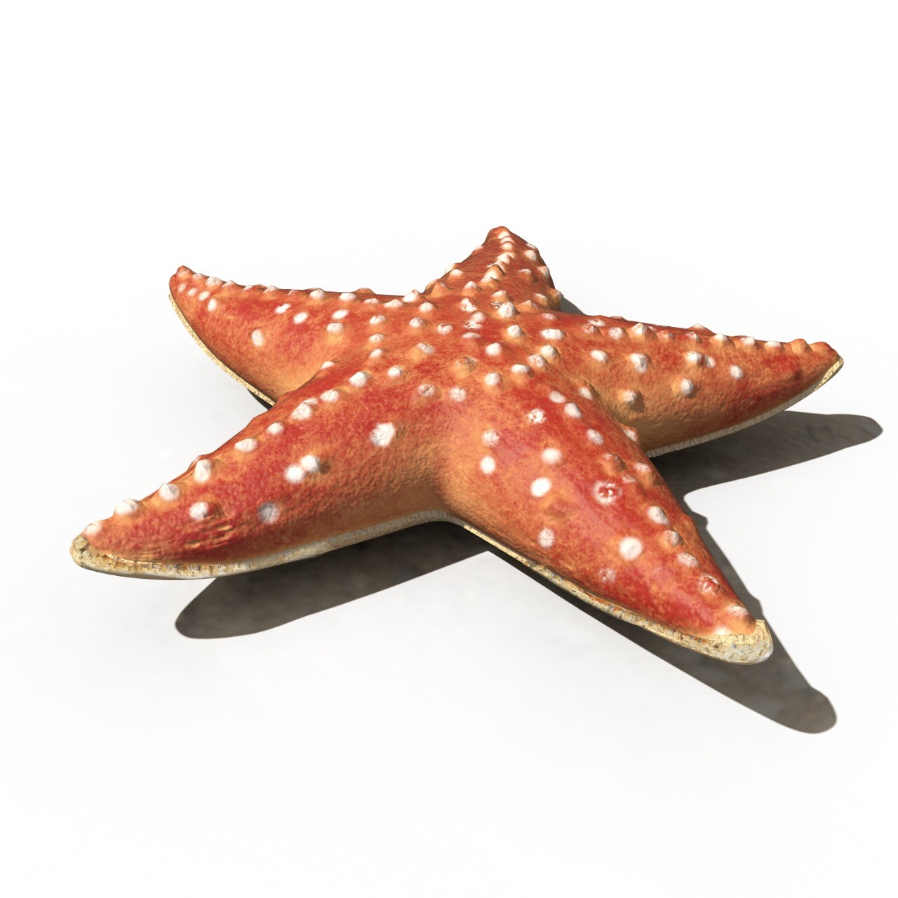 ArtStation Star fish