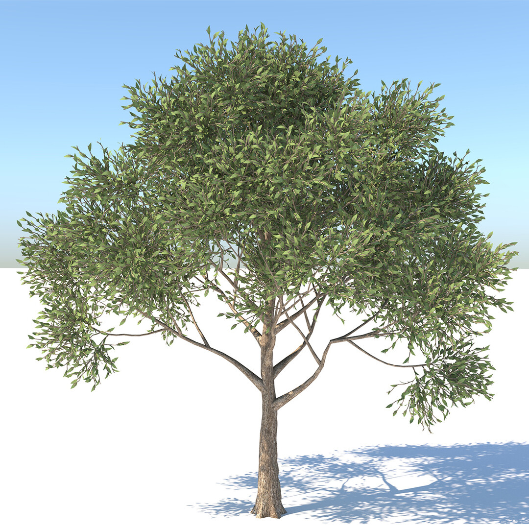 Forest Tree 3d Model Free Download