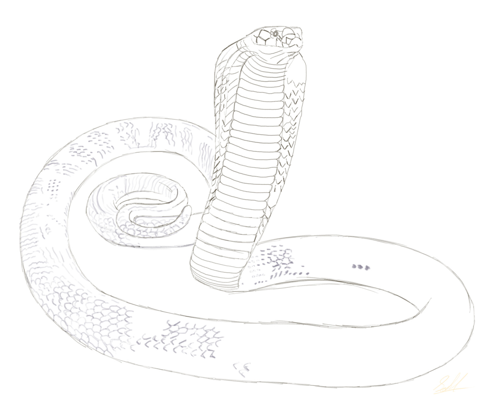 Sahil King Cobra Sahil King Cobra