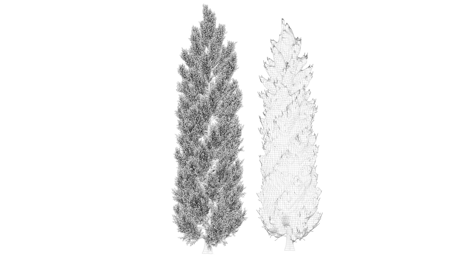 Italian Cypress Tree Drawing